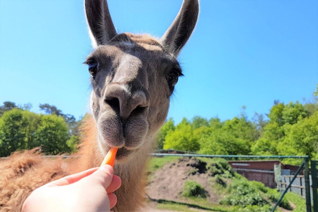 Nahaufnahme eines Lamas, das eine Karotte frisst, die von einer Person in der Hand gehalten wird, mit grünen Bäumen und einem blauen Himmel im Hintergrund.