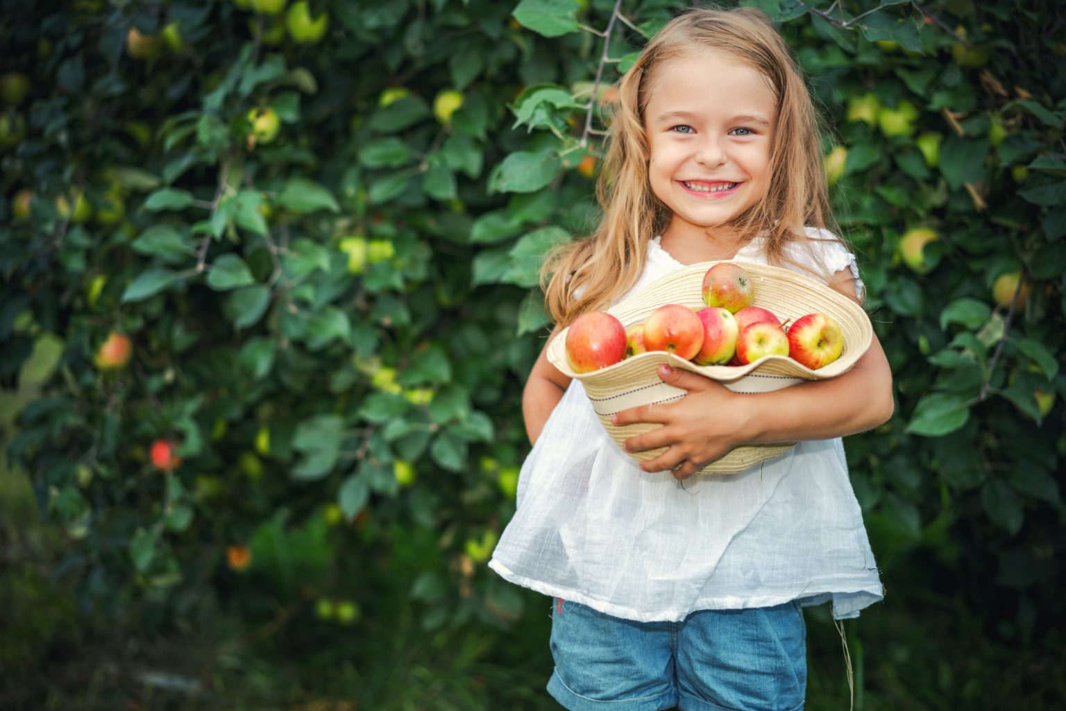 Lächelndes junges Mädchen mit langen Haaren hält einen Hut voller frisch gepflückter Äpfel und steht vor einem belaubten Apfelbaum in einer Obstplantage. Sie trägt ein weißes Hemd und Jeansshorts.