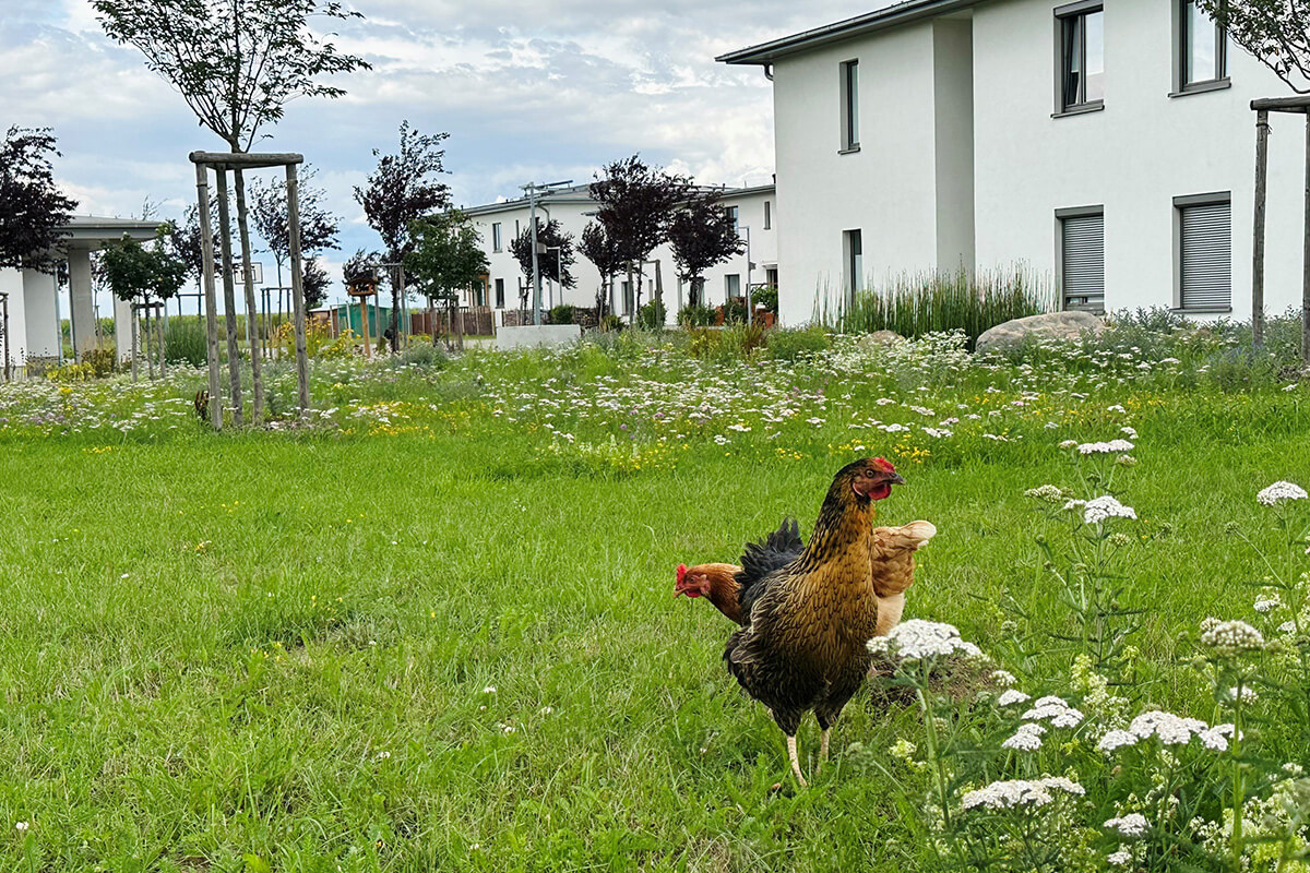 Hühner im Garten eines neuen Wohngebiets in Deutschland, umgeben von frischem Grün und modernen Häusern.