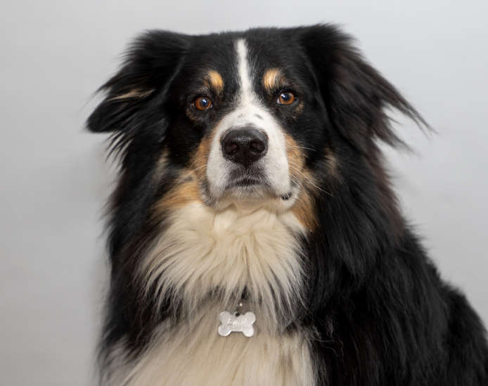 Emil - Therapiehund